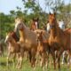 AQHA 2021 regelbok
